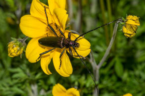 Aromia moschata / Moschusbock / Bockkfer - Cerambycidae - Cerambycinae