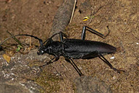 Cerambyx cerdo / Groer Eichenbock / Heldbock / Bockkfer - Cerambycidae / Unterfamilie: Cerambycinae