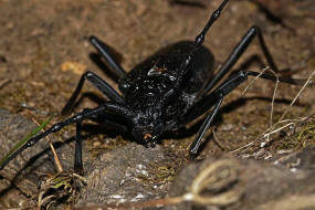 Cerambyx cerdo / Groer Eichenbock / Heldbock / Bockkfer - Cerambycidae / Unterfamilie: Cerambycinae