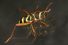 Clytus arietis / Gemeiner Widderbock / Bockkfer - Cerambycidae - Cerambycinae