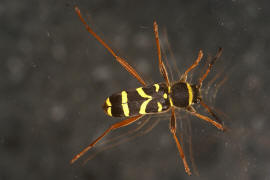 Clytus arietis / Gemeiner Widderbock / Bockkfer - Cerambycidae - Cerambycinae