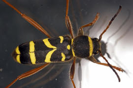 Clytus arietis / Gemeiner Widderbock / Bockkfer - Cerambycidae - Cerambycinae