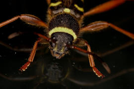 Clytus arietis / Gemeiner Widderbock / Bockkfer - Cerambycidae - Cerambycinae