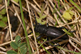 Dorcadion fuliginator var. atrum / Variabler Erdbock (Schwarzer Erdbock) / Bockkfer - Cerambycidae - Lamininae