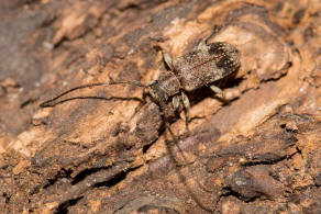 Exocentrus adspersus / Weigefleckter Wimpernbock / Bockkfer - Cerambycidae - Lamiinae