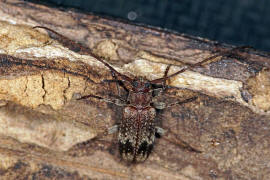 Exocentrus adspersus / Weigefleckter Wimpernbock / Bockkfer - Cerambycidae - Lamiinae