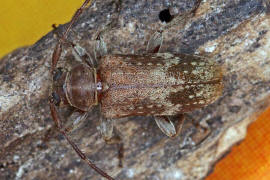 Exocentrus adspersus / Weigefleckter Wimpernbock / Bockkfer - Cerambycidae - Lamiinae