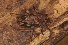 Exocentrus adspersus / Weigefleckter Wimpernbock / Bockkfer - Cerambycidae - Lamiinae