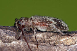 Exocentrus adspersus / Weißgefleckter Wimpernbock / Bockkäfer - Cerambycidae - Lamiinae