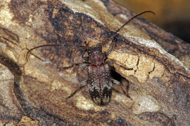 Exocentrus adspersus / Weigefleckter Wimpernbock / Bockkfer - Cerambycidae - Lamiinae