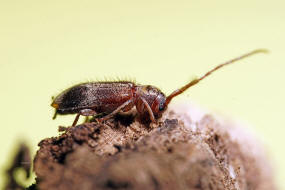 Exocentrus lusitanus / Linden-Wimperhornbock / Bockkfer - Cerambycidae - Lamiinae