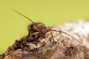 Exocentrus lusitanus / Linden-Wimperhornbock / Bockkfer - Cerambycidae - Lamiinae