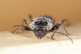 Hylotrupes bajulus / Hausbock / Bockkfer - Cerambycidae