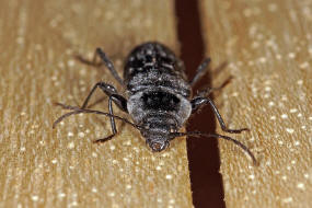 Hylotrupes bajulus / Hausbock / Bockkfer - Cerambycidae