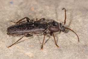 Hylotrupes bajulus / Hausbock / Bockkfer - Cerambycidae