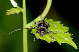 Leiopus linnei / Ohne deutschen Namen / Bockkfer - Cerambycidae