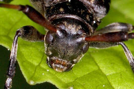 Leiopus linnei / Ohne deutschen Namen / Bockkfer - Cerambycidae