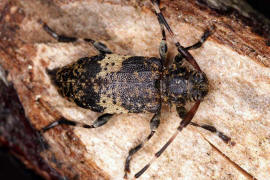 Leiopus linnei / Ohne deutschen Namen / Bockkfer - Cerambycidae