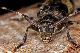 Leiopus linnei / Ohne deutschen Namen / Bockkfer - Cerambycidae