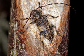 Leiopus linnei / Ohne deutschen Namen / Bockkfer - Cerambycidae