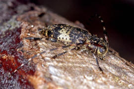 Leiopus linnei / Ohne deutschen Namen / Bockkfer - Cerambycidae