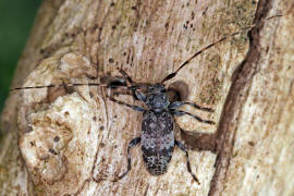 Leiopus nebulosus / Braungrauer Splintbock / Nebelfleckbock / Bockkfer - Cerambycidae - Lamiinae