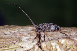 Leiopus nebulosus / Braungrauer Splintbock / Nebelfleckbock / Bockkfer - Cerambycidae - Lamiinae