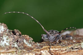 Leiopus nebulosus / Braungrauer Splintbock / Nebelfleckbock / Bockkfer - Cerambycidae - Lamiinae