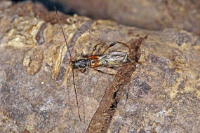 Molorchus minor / Dunkelschenkliger Kurzdeckenbock / Kleiner Wespenbock / Cerambycidae - Bockkfer