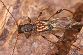 Molorchus minor / Dunkelschenkliger Kurzdeckenbock / Kleiner Wespenbock / Cerambycidae - Bockkfer