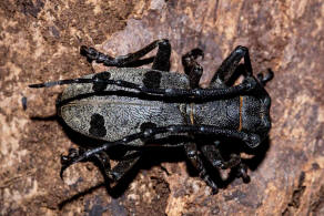 Morimus asper ssp. funereus / Trauerbock / Bockkfer - Cerambycidae - Lamiinae