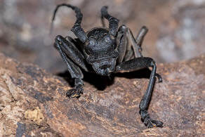 Morimus asper ssp. funereus / Trauerbock / Bockkfer - Cerambycidae - Lamiinae