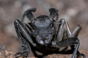 Morimus asper ssp. funereus / Trauerbock / Bockkfer - Cerambycidae - Lamiinae