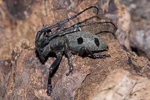 Morimus asper ssp. funereus / Trauerbock / Bockkfer - Cerambycidae - Lamiinae