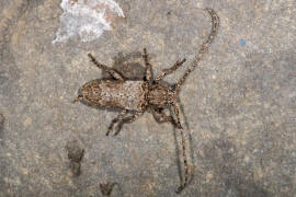 Niphona picticornis / Ohne deutschen Namen / Bockkfer - Cerambycidae - Lamiinae