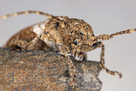 Niphona picticornis / Ohne deutschen Namen / Bockkfer - Cerambycidae - Lamiinae