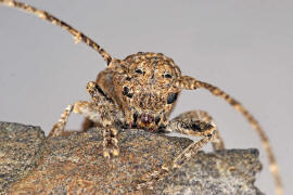 Niphona picticornis / Ohne deutschen Namen / Bockkfer - Cerambycidae - Lamiinae