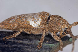 Niphona picticornis / Ohne deutschen Namen / Bockkfer - Cerambycidae - Lamiinae