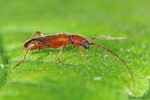 Obrium brunneum / Gemeiner Reisigbock / Flachdeckenbock / Bockkfer - Cerambycidae - Cerambycinae