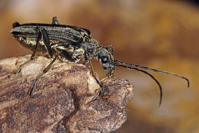 Oxymirus cursor / Schulterbock / Bockkfer - Cerambycidae - Schmalbcke - Lepturinae