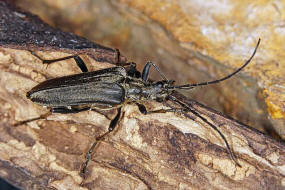 Oxymirus cursor / Schulterbock / Bockkfer - Cerambycidae - Schmalbcke - Lepturinae