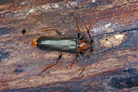 Phymatodes testaceus / Vernderlicher Scheibenbock / Variabler Schnbock / Bockkfer - Cerambycidae - Cerambycinae