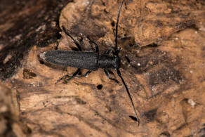 Opsilia coerulescens / Dichtpunktierter Walzenhalsbock / Bockkfer - Cerambycidae - Lamiinae