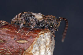 Pogonocherus hispidus / Dorniger Wimperbock / Bockkfer - Cerambycidae - Lamiinae