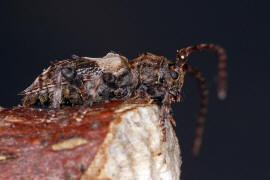 Pogonocherus hispidus / Dorniger Wimperbock / Bockkfer - Cerambycidae - Lamiinae