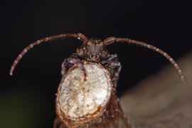 Pogonocherus hispidus / Dorniger Wimperbock / Bockkfer - Cerambycidae - Lamiinae