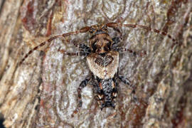 Pogonocherus hispidus / Dorniger Wimperbock / Bockkfer - Cerambycidae - Lamiinae