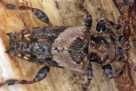 Pogonocherus hispidus / Dorniger Wimperbock / Bockkfer - Cerambycidae - Lamiinae