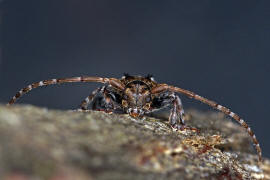 Pogonocherus hispidus / Dorniger Wimperbock / Bockkfer - Cerambycidae - Lamiinae