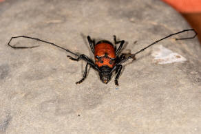 Purpuricenus desfontainii ssp. inhumeralis Pic, 1891 / Bockkfer - Cerambycidae - Cerambycinae